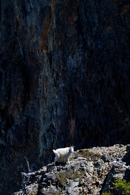 Mountain Goat